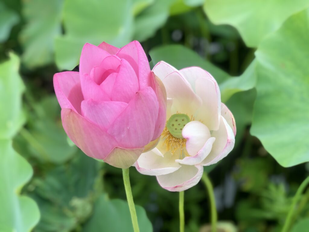 群馬県伊勢崎市「あかぼり蓮園」