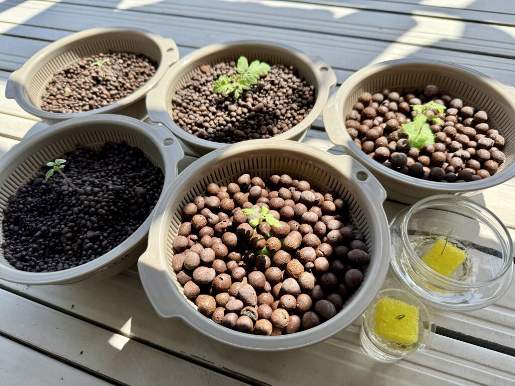 ミニトマト　水耕栽培　秋植え