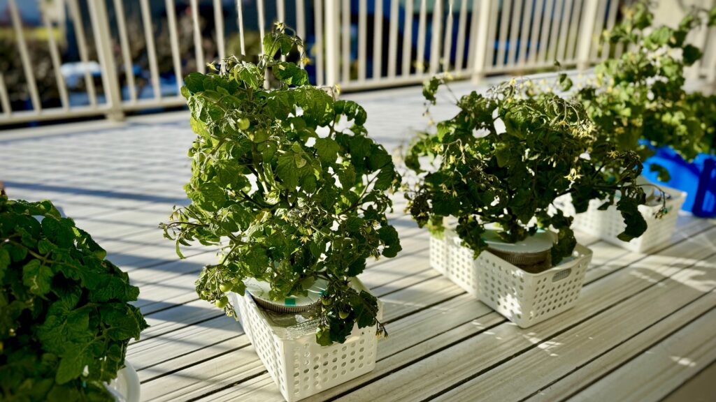 ミニトマト　水耕栽培　秋植え　昼は外、夜は内。虫がキモい。水耕めんどくさいからもうやらない。