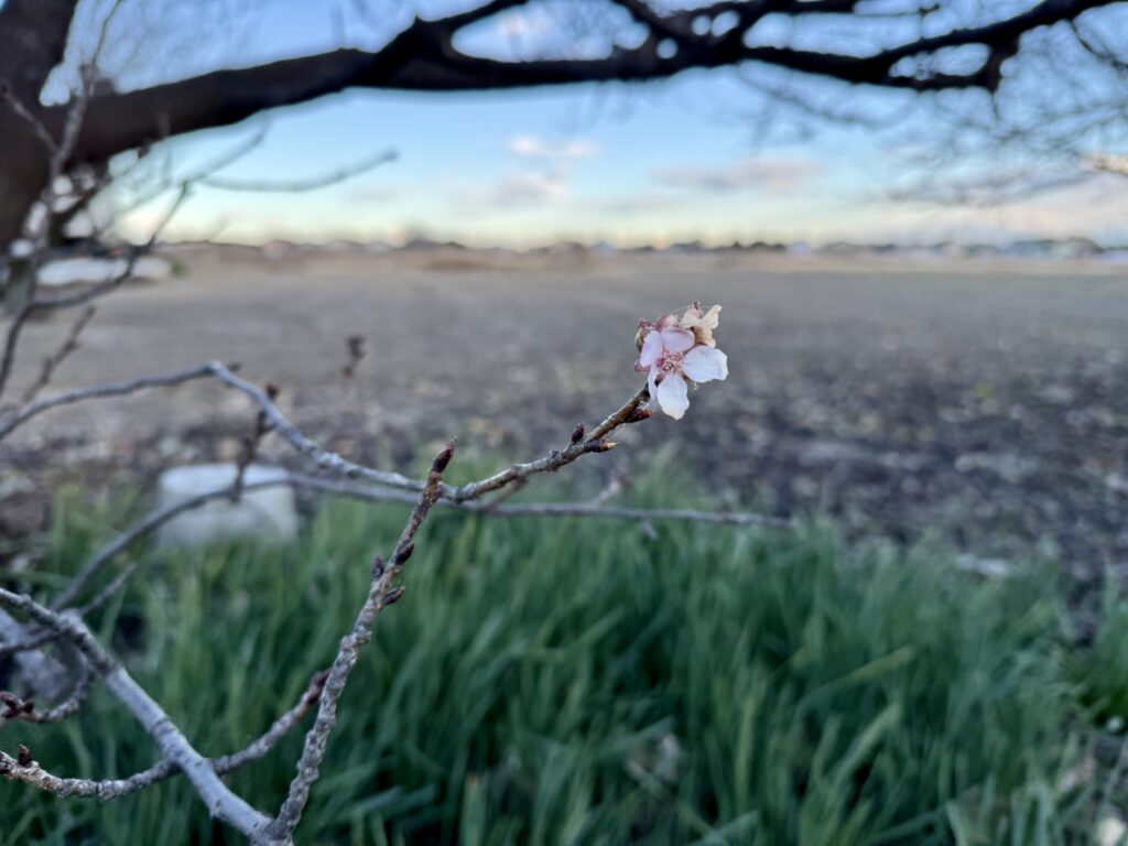 荒野に桜がちいさく咲いていた